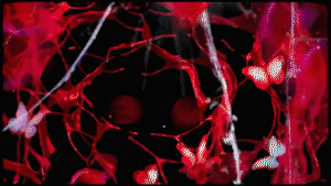 Darknet ’Glass Skin’