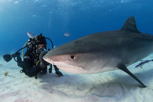 Fin’ is a Morbid Wake-Up Call to Save the World’s Sharks