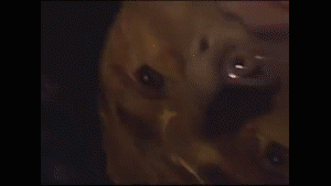 Mr. Bungle ’Sudden Death’