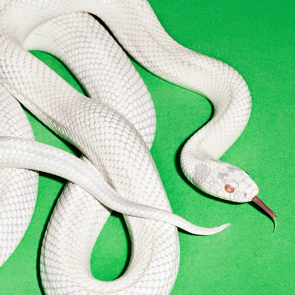 NEW FLESH: Releases From Deftones TWISBP Hundreds of Au & More