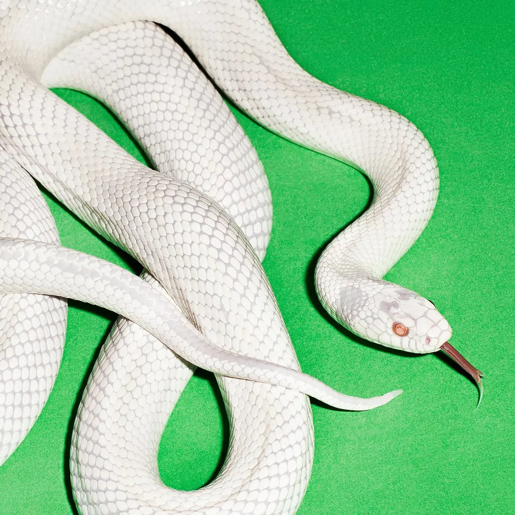 KNOTFEST.com - THE ALBUMS OF 2025