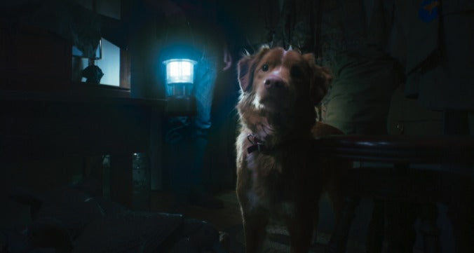 ’Good Boy’ Gives a Canine’s Eye-View of Supernatural Haunts
